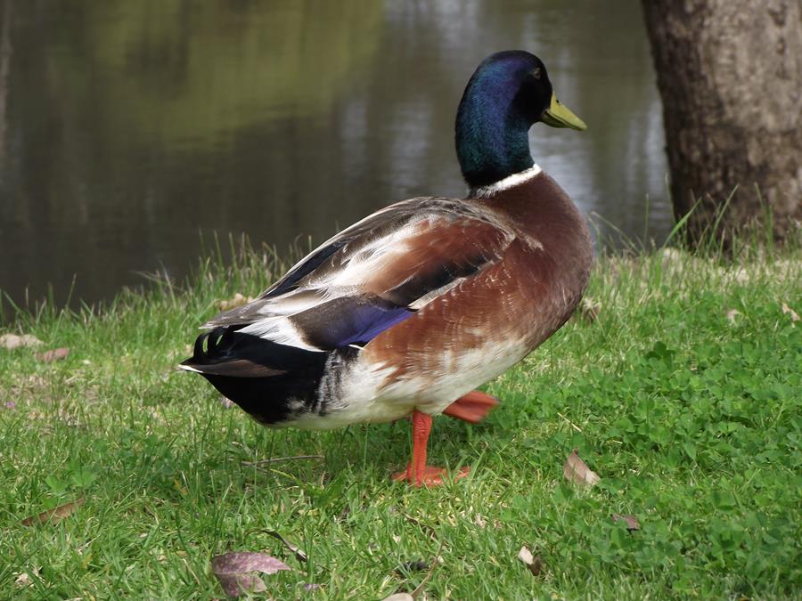 Duck mallard-002.JPG